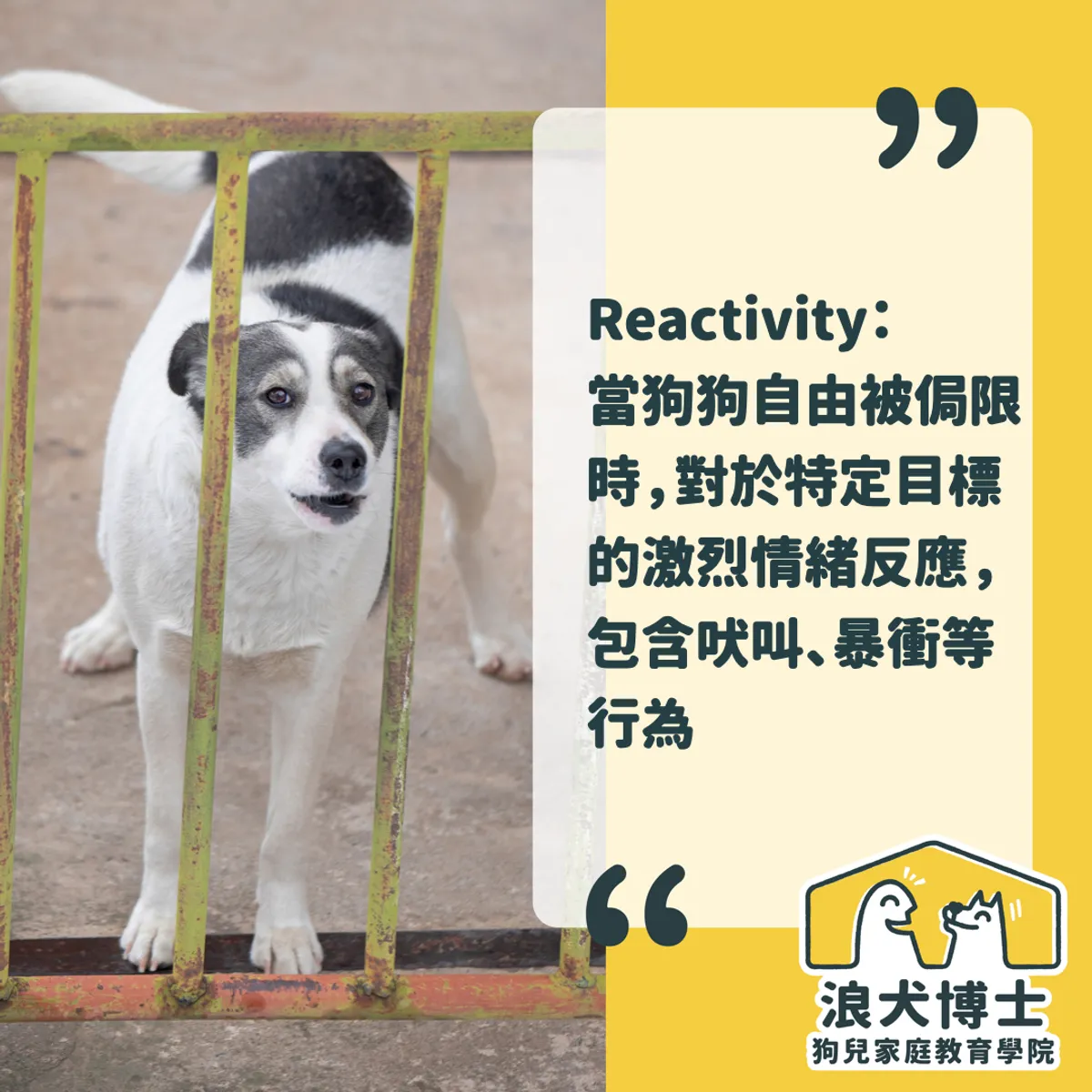 狗狗社交訓練 我家狗狗看到狗總是很激動 該怎麼辦 浪犬博士 狗兒家庭教育學院