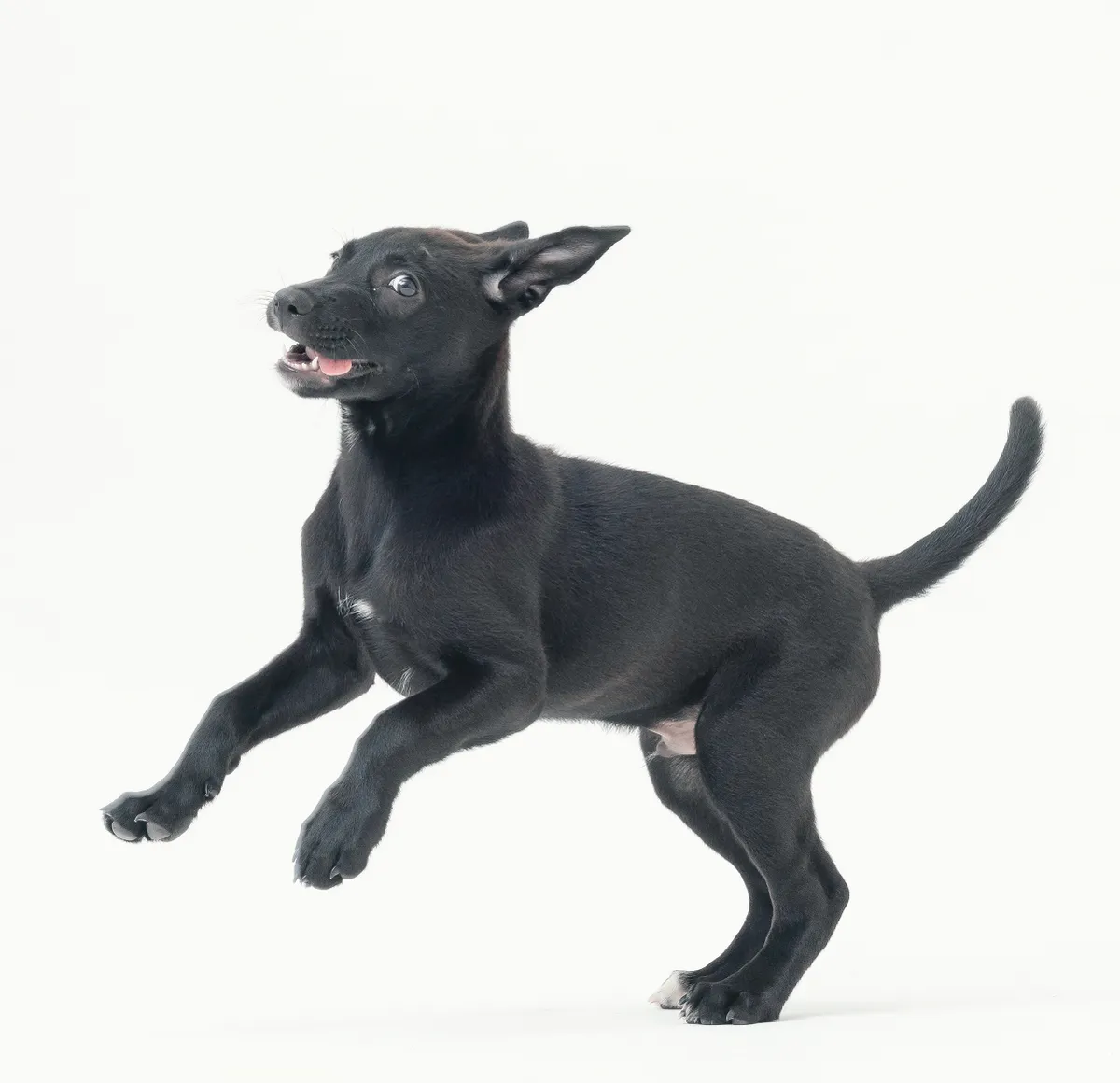 狗狗不斷追著尾巴繞圈圈 一起了解狗狗追尾巴的6 大原因 浪犬博士狗兒家庭教育學院