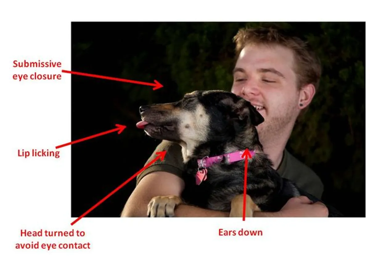 什麼 抱狗會被狗狗討厭 浪犬博士狗兒家庭教育學院